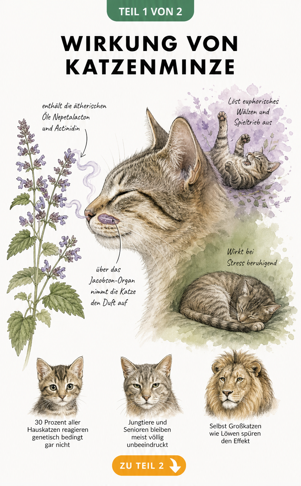 Illustration eines Katzenkopfes, der an Katzenminze schnuppert, mit Erklärung der Wirkung von Nepetalacton und Actinidin auf das Jacobson-Organ.