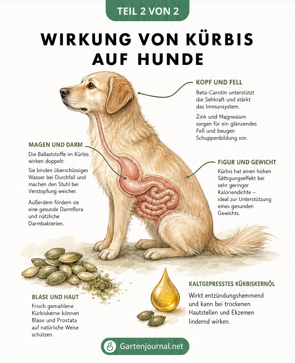 Illustration der gesundheitlichen Wirkung von Kürbis auf Hunde, inklusive Verdauung, Gewicht, Fell und Haut