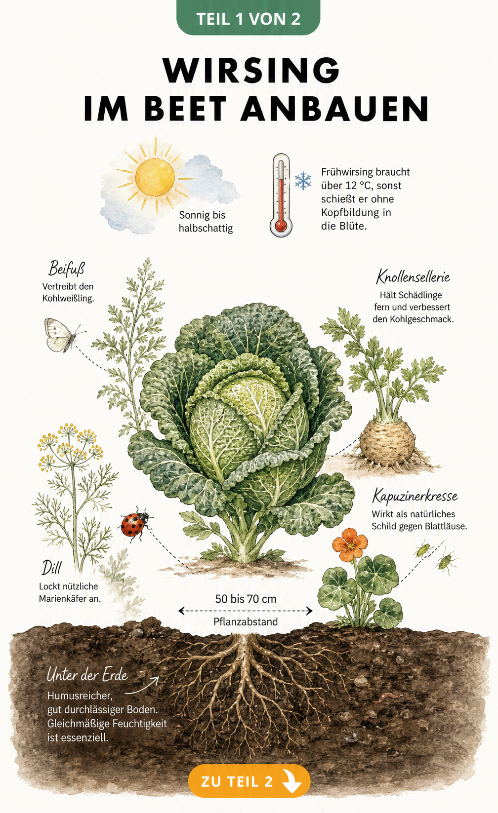 Botanische Illustration eines Wirsings im Beet mit Wurzelwerk, Pflanzabstand und Begleitpflanzen gegen Schädlinge