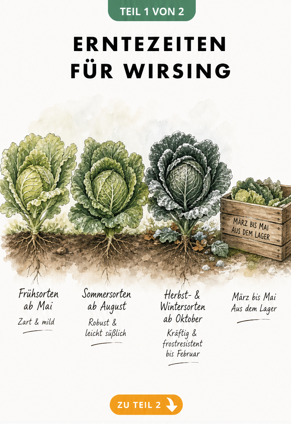 Aquarell-Illustration von drei Wirsing-Pflanzen, die die Erntezeiten für Früh-, Sommer- und Wintersorten zeigen