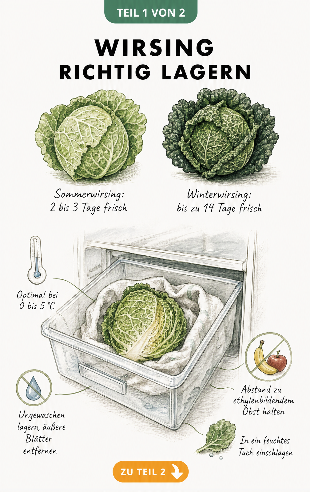 Illustration zur richtigen Lagerung von Wirsing im Kühlschrank mit Vergleich von Sommer- und Winterwirsing
