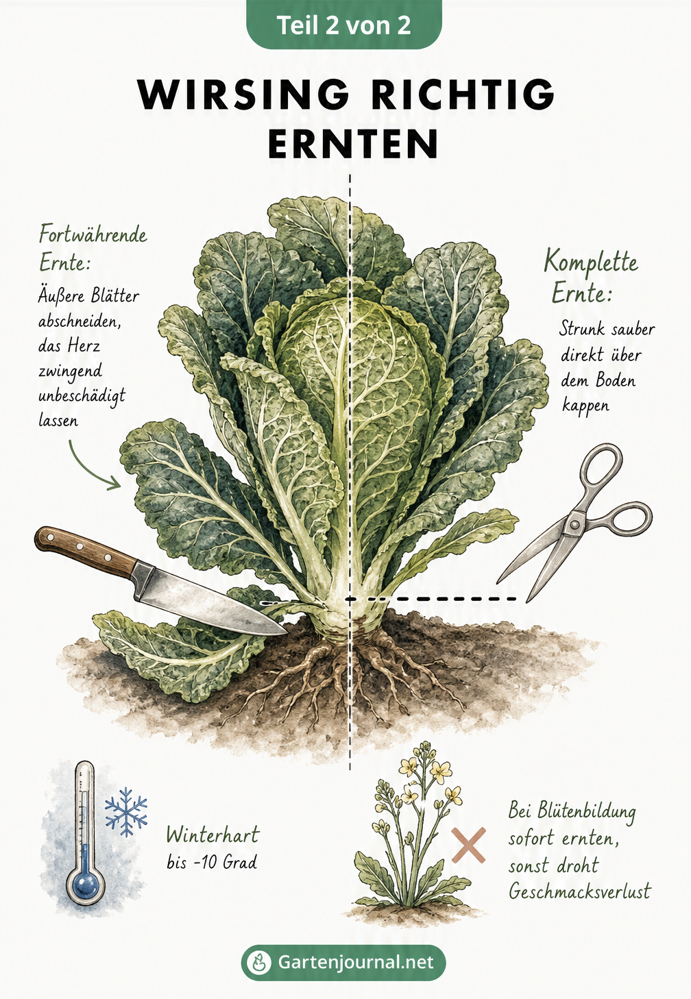 Botanische Illustration, die zeigt, wie man Wirsing richtig erntet: fortwährende Ernte der äußeren Blätter und kompletter Schnitt am Strunk