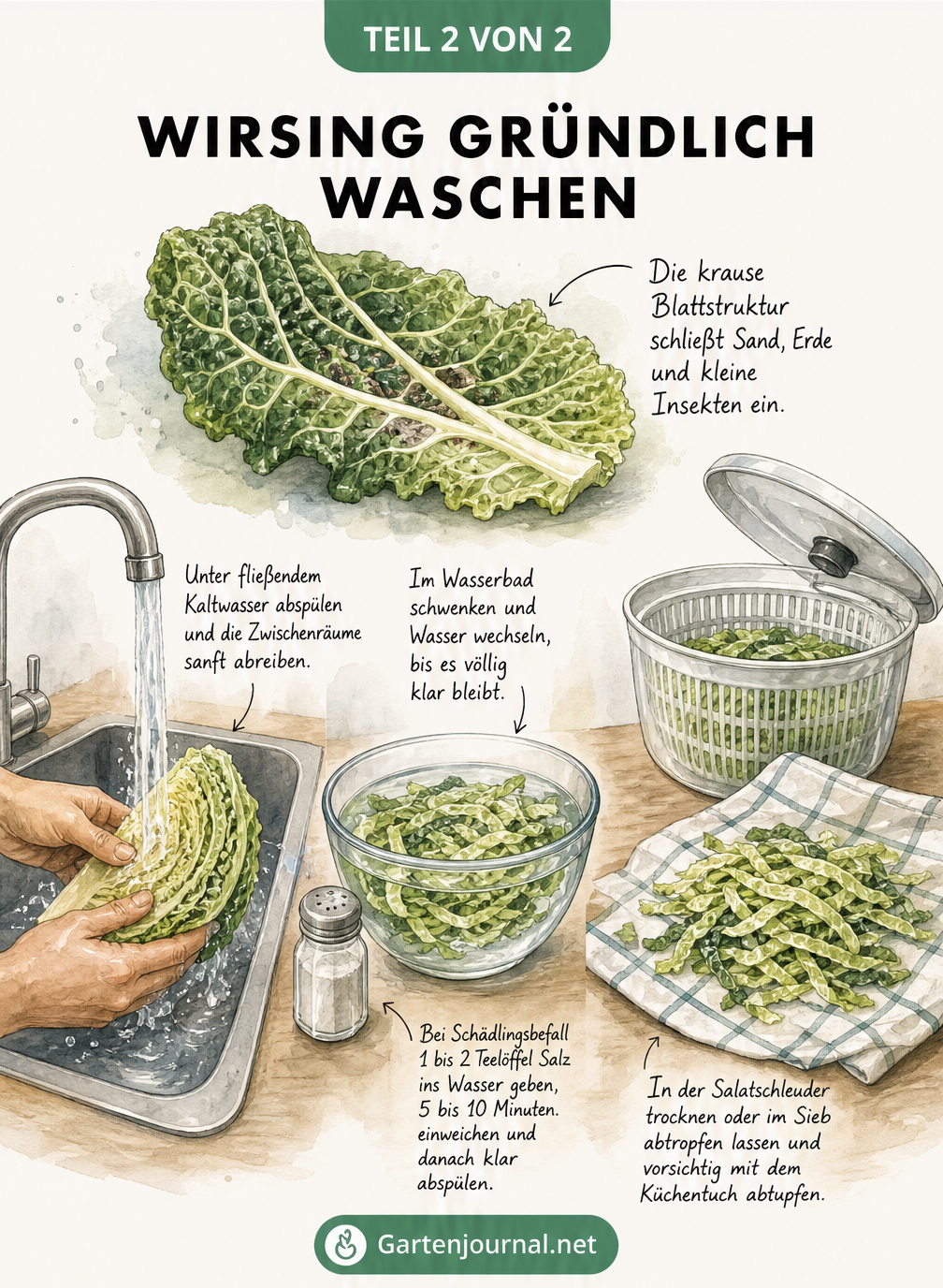 Aquarell-Illustration einer Küchenzeile, die das Waschen von Wirsing zeigt: Abspülen unter fließendem Wasser, Einweichen in einer Schüssel mit Wasser und Salz...