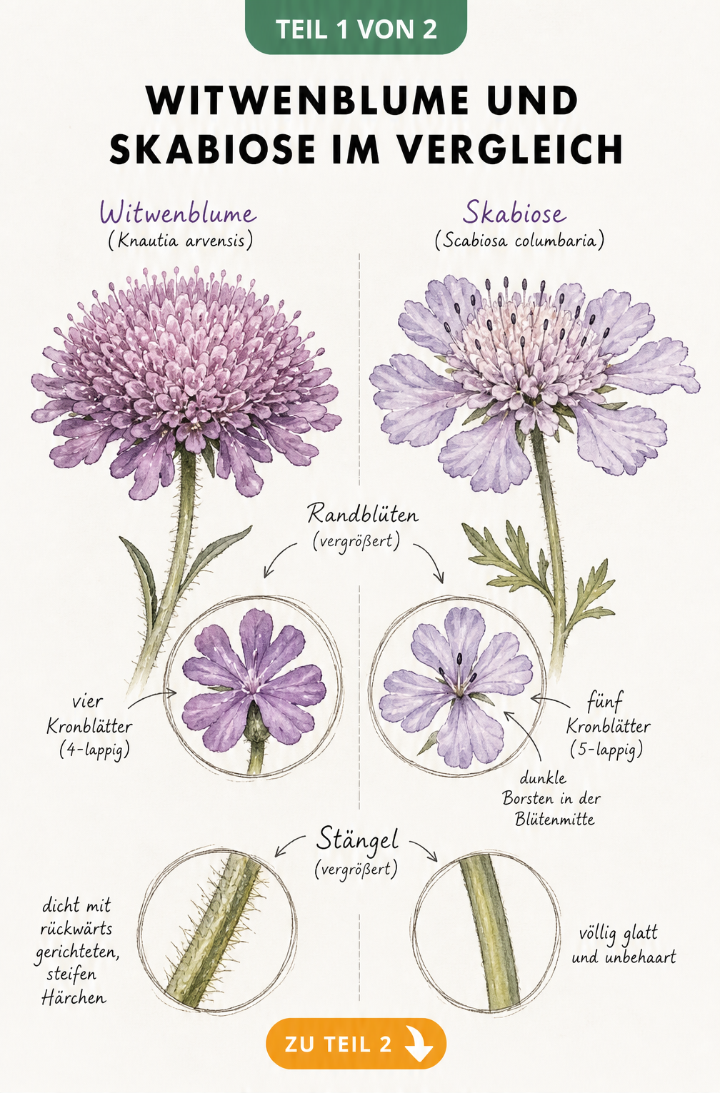 Botanische Illustration der Unterschiede zwischen Witwenblume und Skabiose mit Fokus auf Blütenform und Stängel