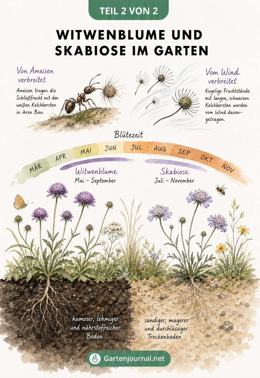 Illustration der Standortansprüche, Blütezeiten und Samenverbreitung von Witwenblume und Skabiose im Gartenbeet