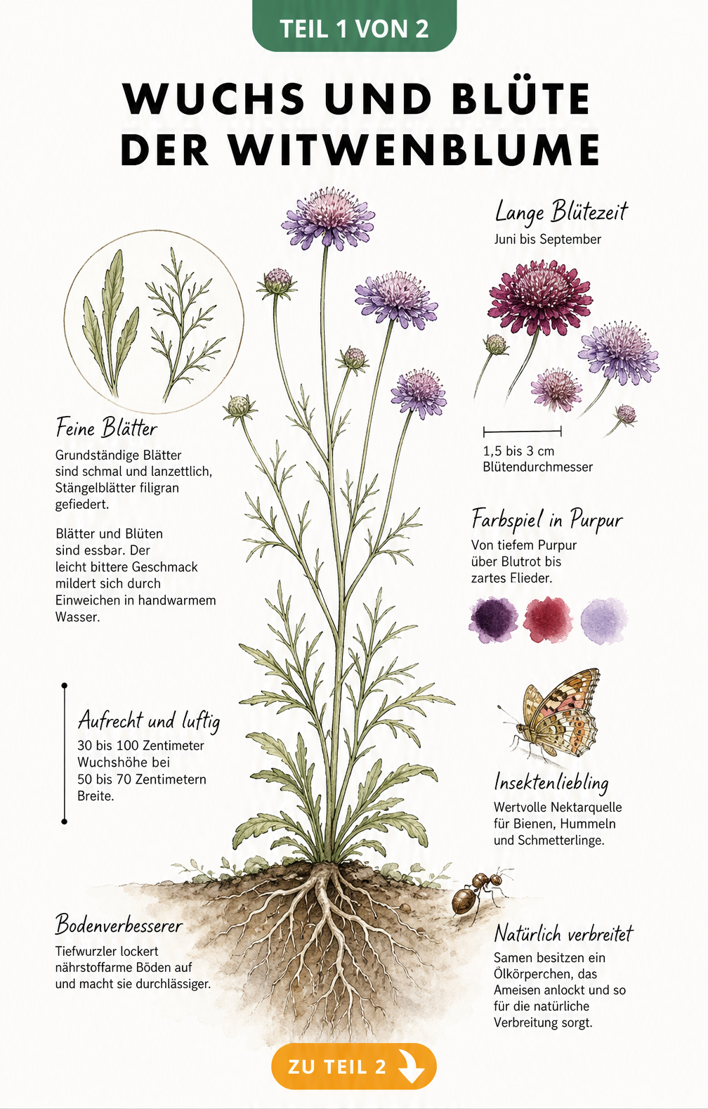 Botanische Illustration der Witwenblume mit Wurzeln, Blättern und purpurroten Blüten