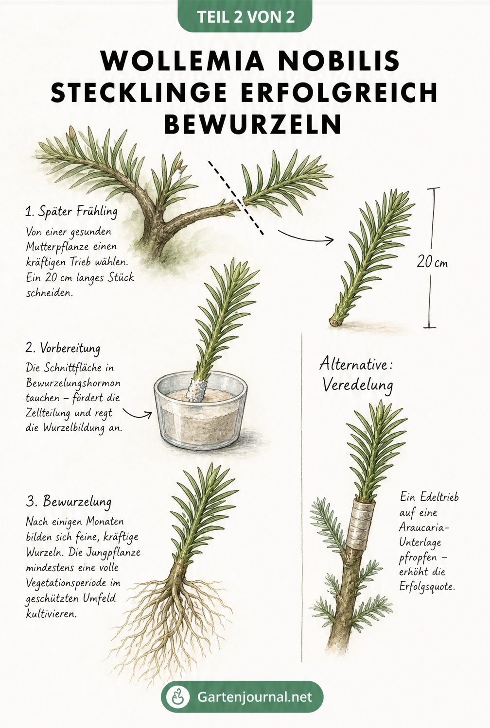 Illustration der Bewurzelungsphasen eines Wollemia nobilis Stecklings mit Bewurzelungshormonen