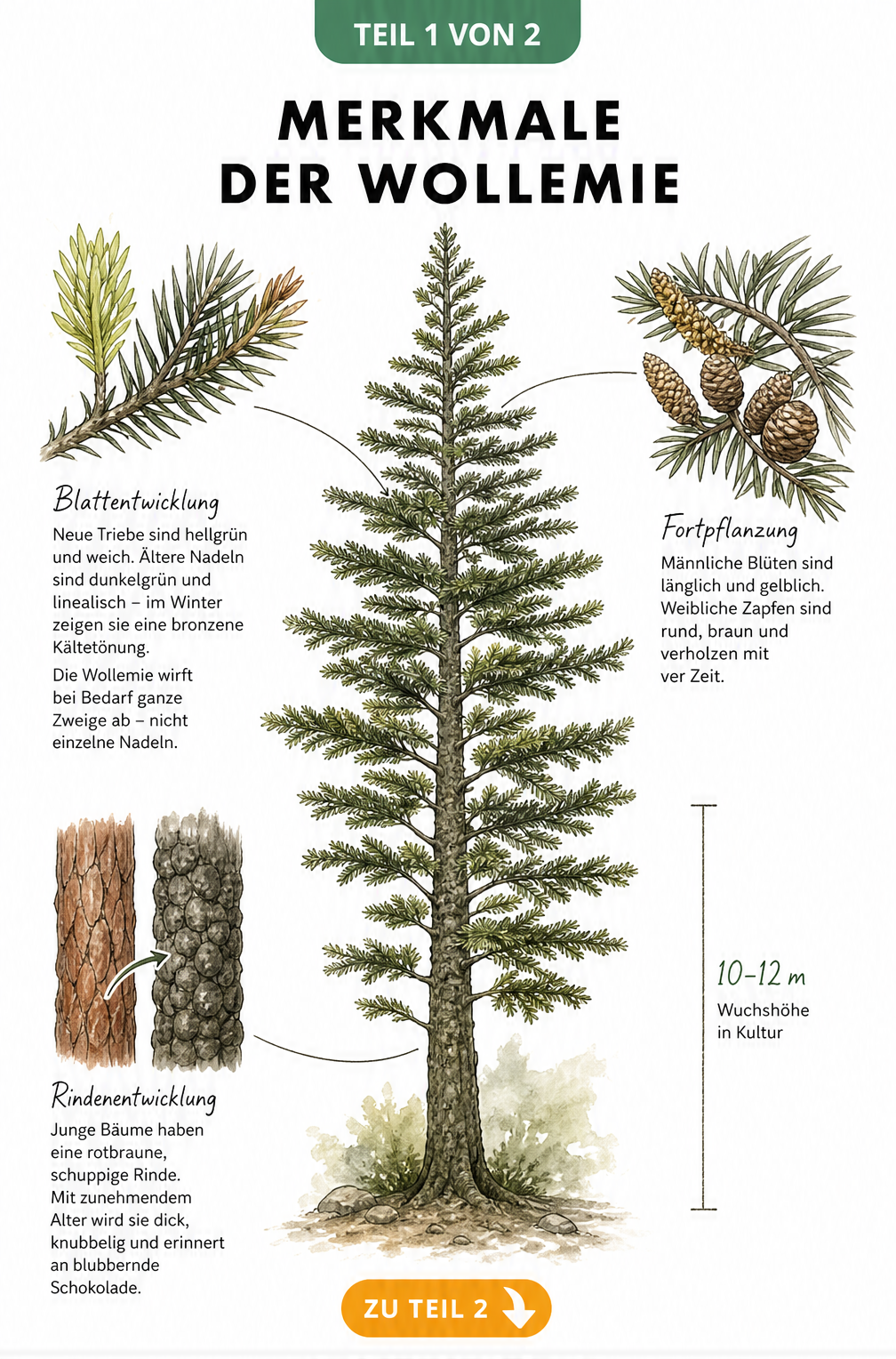 Botanische Illustration der Wollemie mit Details zu Wuchs, Blättern, Blüten und Rinde
