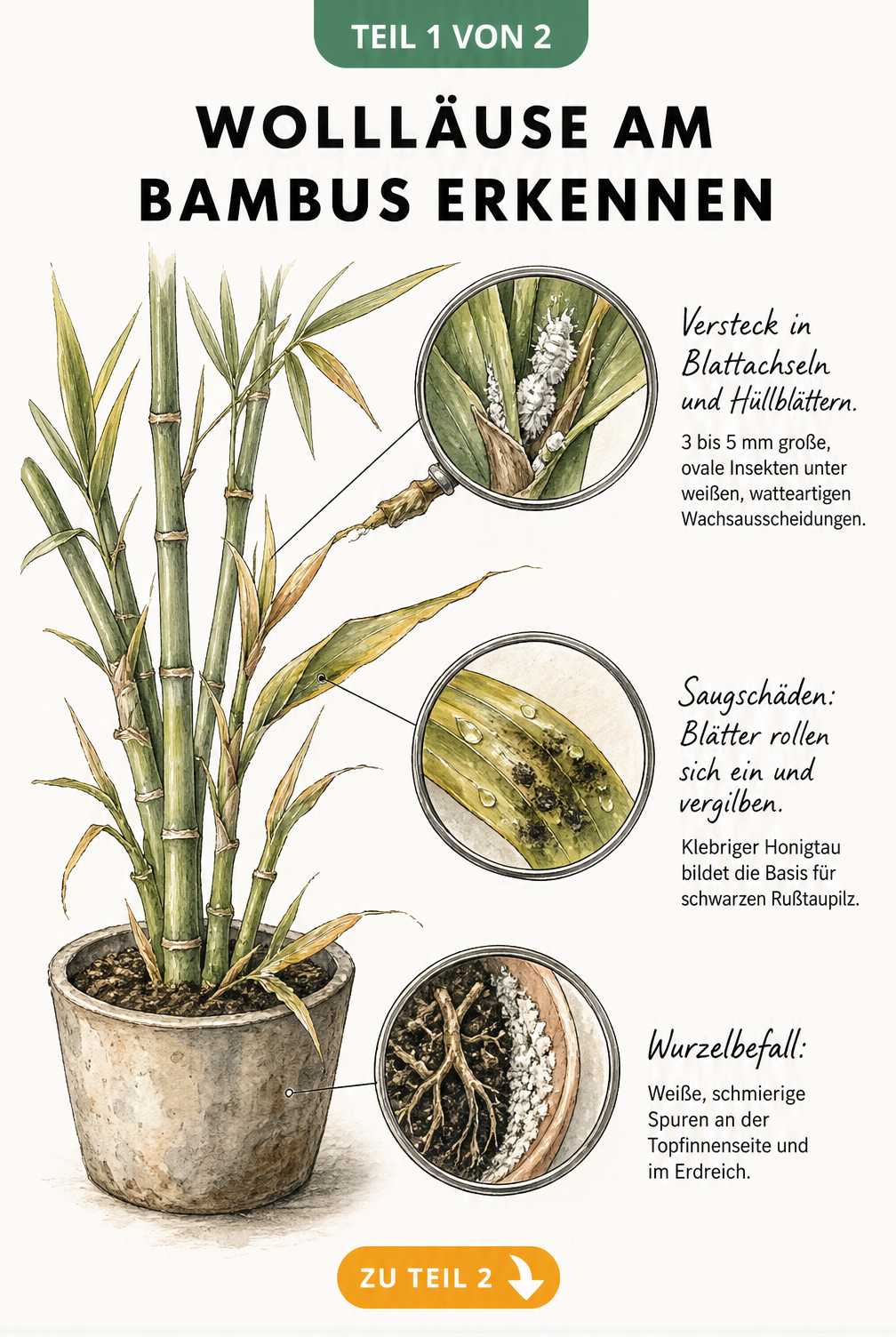 Botanische Zeichnung eines Bambuszweigs mit Lupen-Ansichten von Wollläusen in Blattachseln, Saugschäden an Blättern und Wurzelbefall im Topf