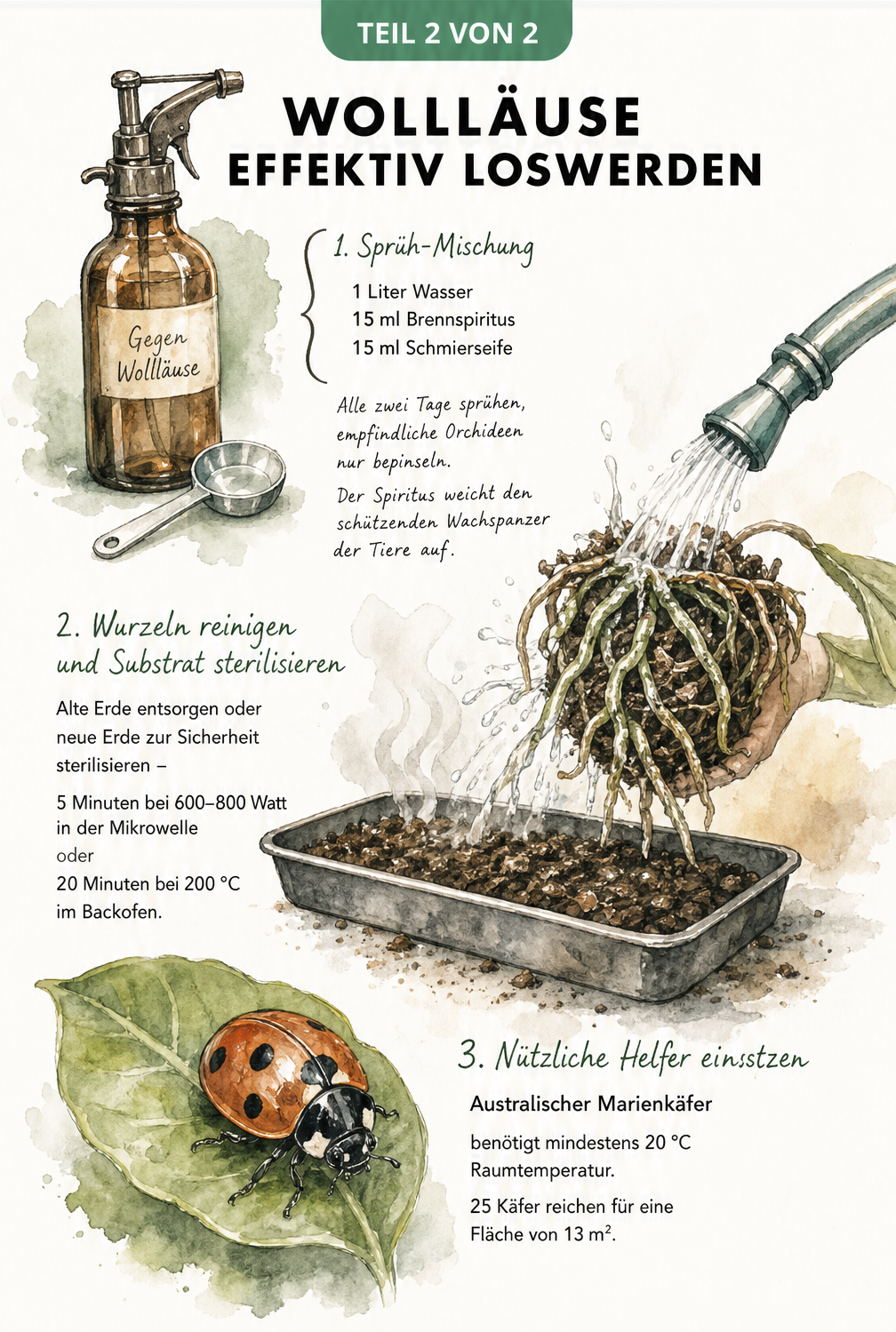 Illustration von Hausmitteln gegen Wollläuse: Sprühflasche mit Spiritus-Seifen-Mischung, Wurzelreinigung und Australischer Marienkäfer