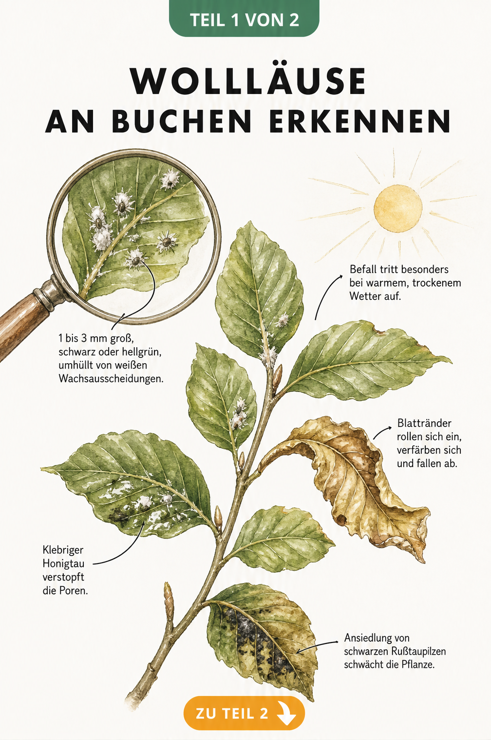 Illustration eines Buchenzweigs mit Wollläusen in verschiedenen Befallsstadien