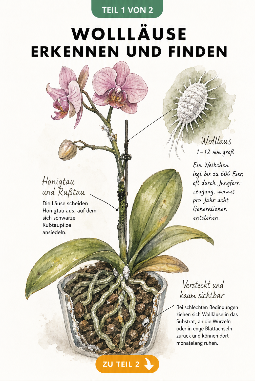 Botanische Illustration einer Orchidee mit Wolllausbefall, Honigtau und Rußtaupilz sowie vergrößerter Darstellung einer Wolllaus