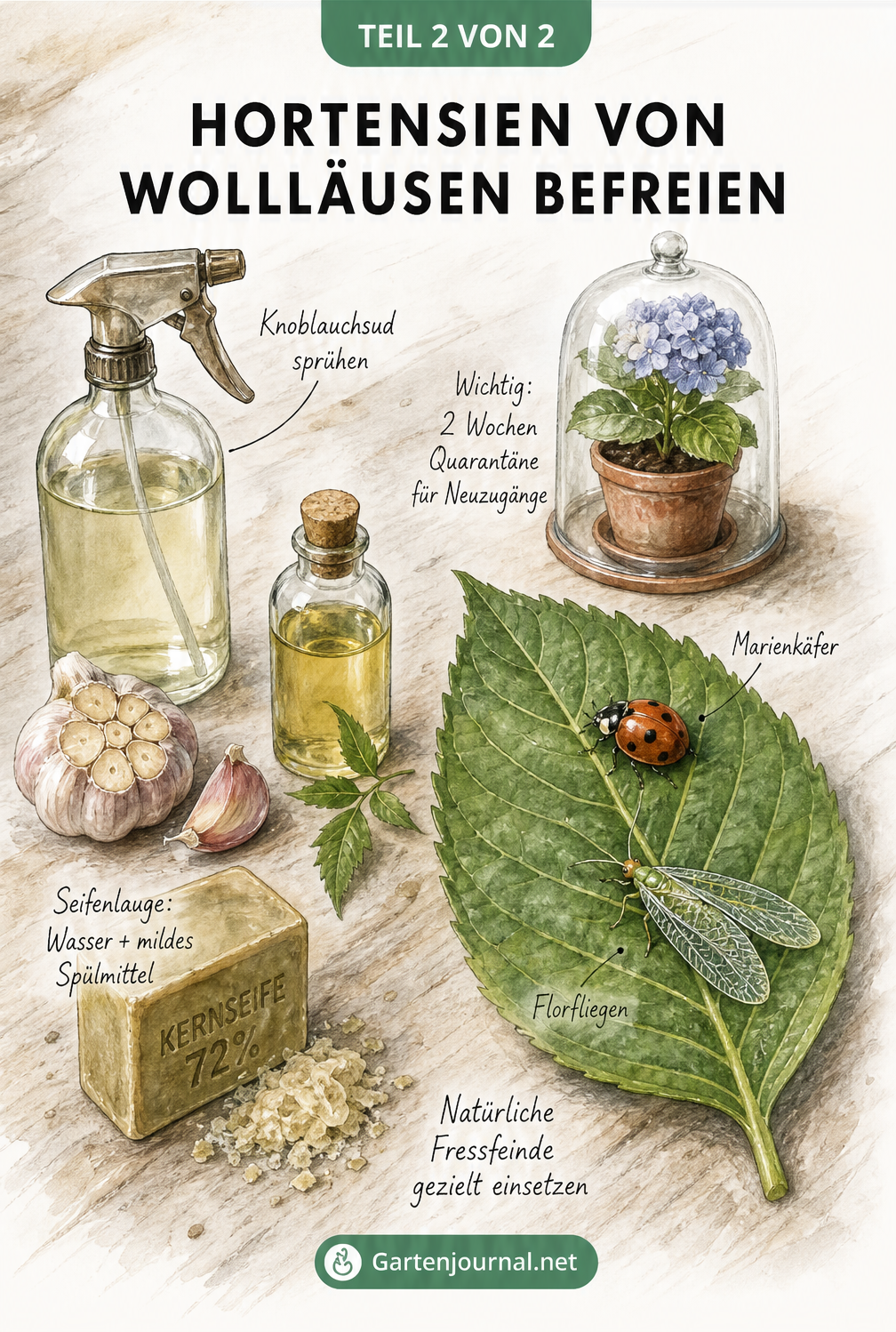 Illustration von Hausmitteln wie Knoblauchsud und Nützlingen wie Marienkäfern gegen Wollläuse