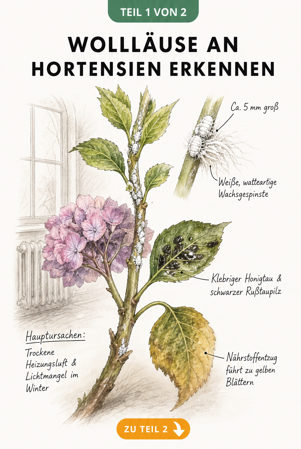 Botanische Illustration eines Hortensienzweigs mit Wollläusen, Honigtau und gelben Blättern