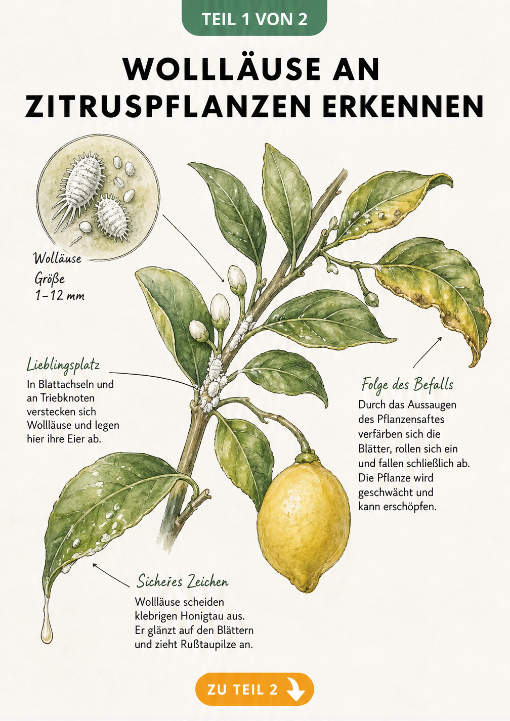 Botanische Illustration eines Zitruszweiges mit Wollläusen, weißen Gespinsten in den Blattachseln, gelben Blättern und klebrigem Honigtau.
