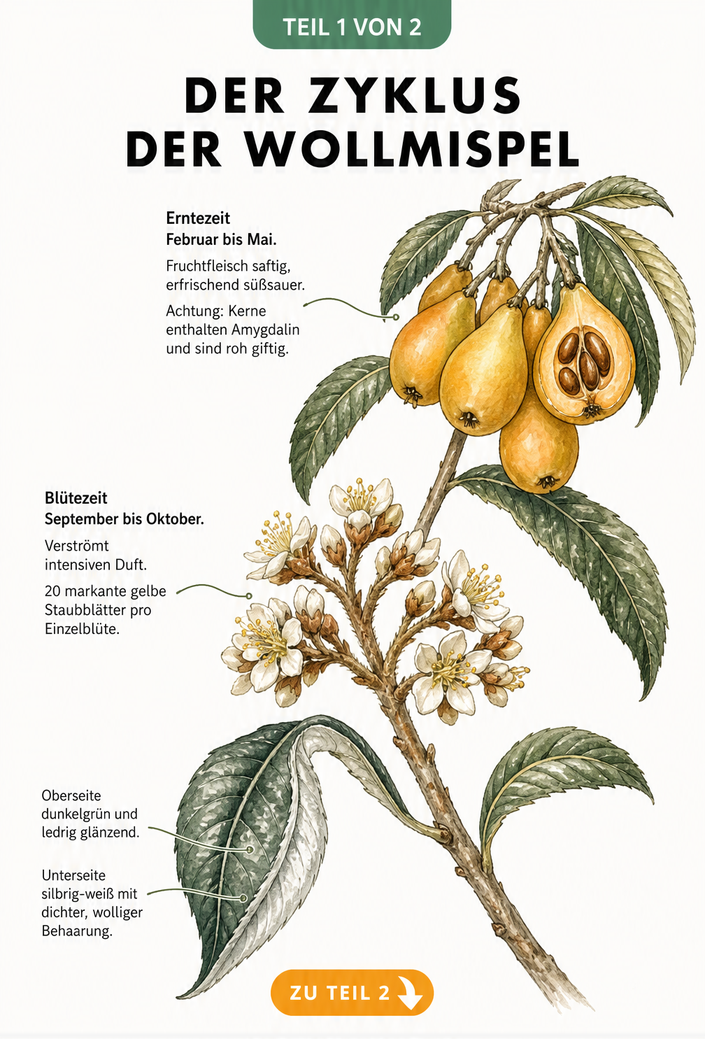 Botanische Illustration eines Wollmispel-Astes mit Blättern, Blüten und Früchten im Jahreszyklus