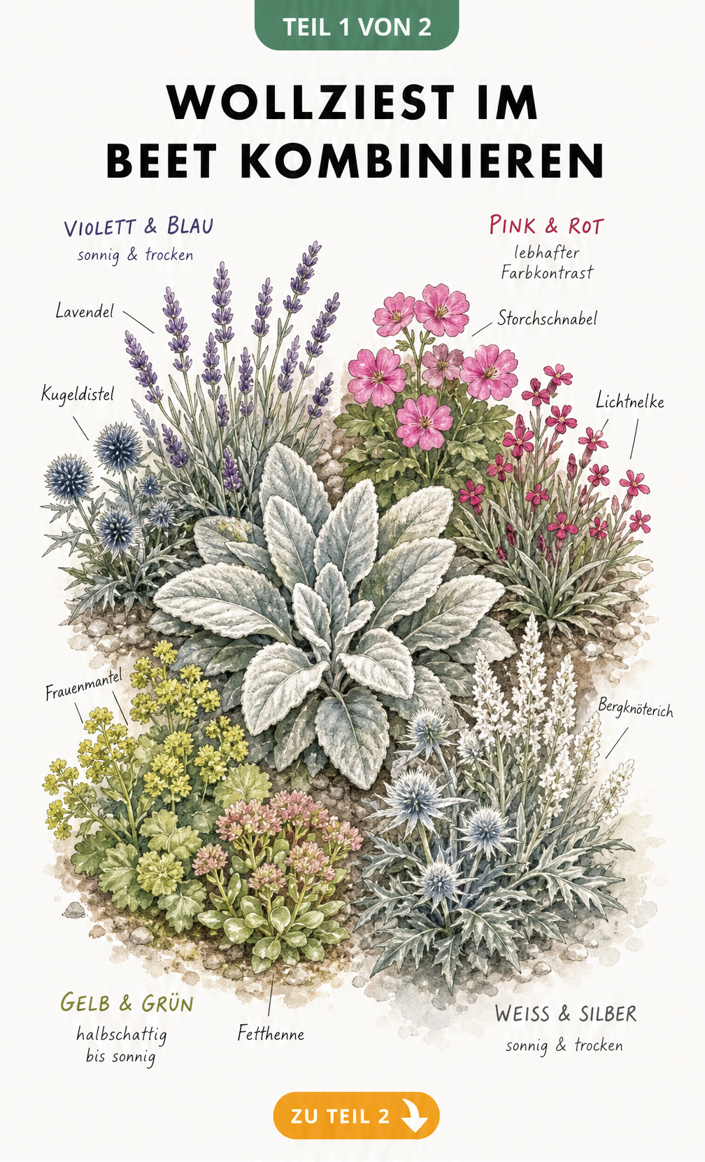 Aquarell-Illustration eines Beetes mit Wollziest, Lavendel, Kugeldistel, Lichtnelke, Storchschnabel, Frauenmantel, Fetthenne, Bergknöterich und Elfenbeindistel