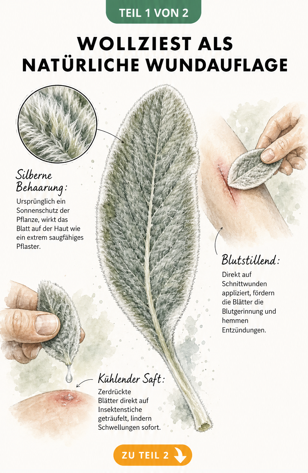 Aquarell-Zeichnung eines Wollziest-Blattes mit Lupen-Ansicht der feinen Härchen und Darstellung der Anwendung als Wundauflage