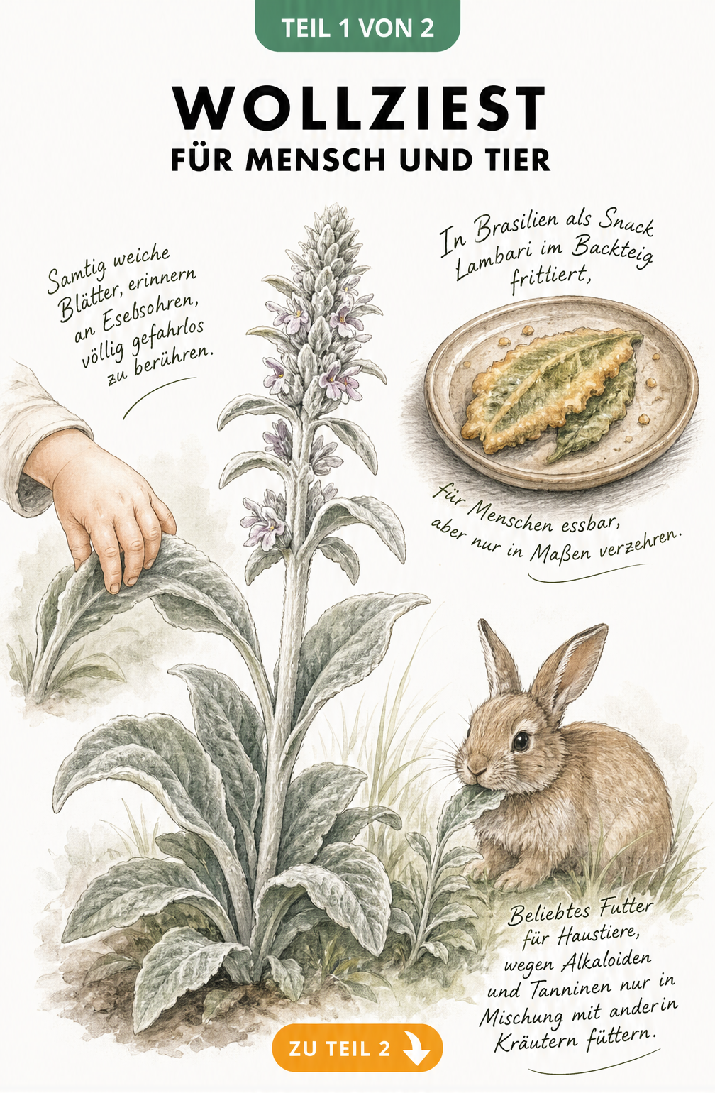 Botanische Illustration des Wollziests mit Hinweisen zur Essbarkeit für Mensch und Tier