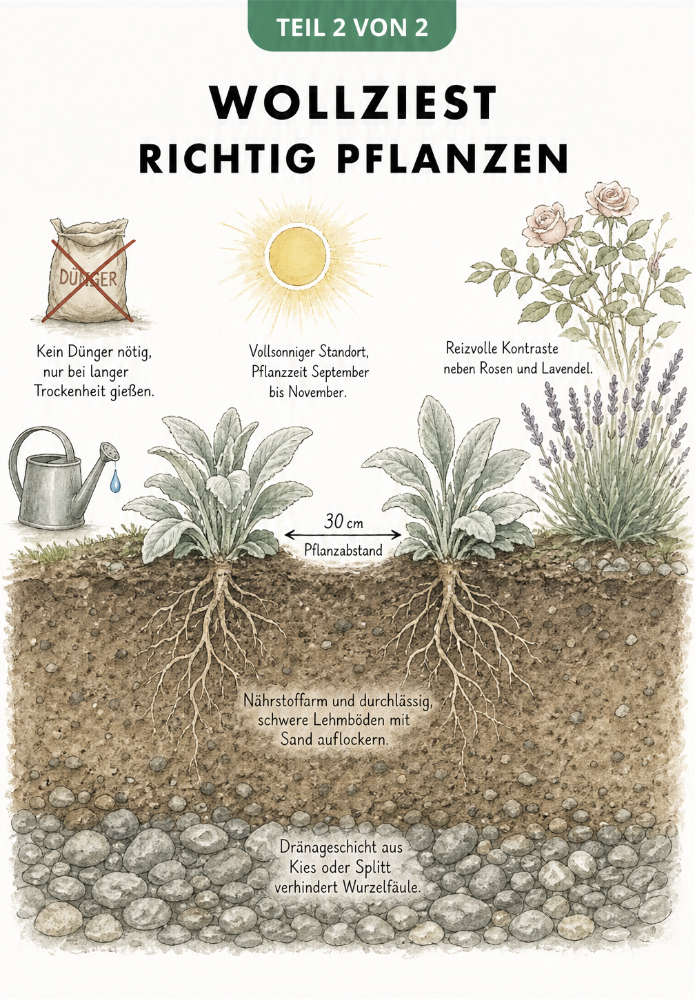 Querschnitt eines Gartenbeets zeigt die Pflanzung von Wollziest mit Dränageschicht, 30 cm Pflanzabstand und sonnigem Standort.