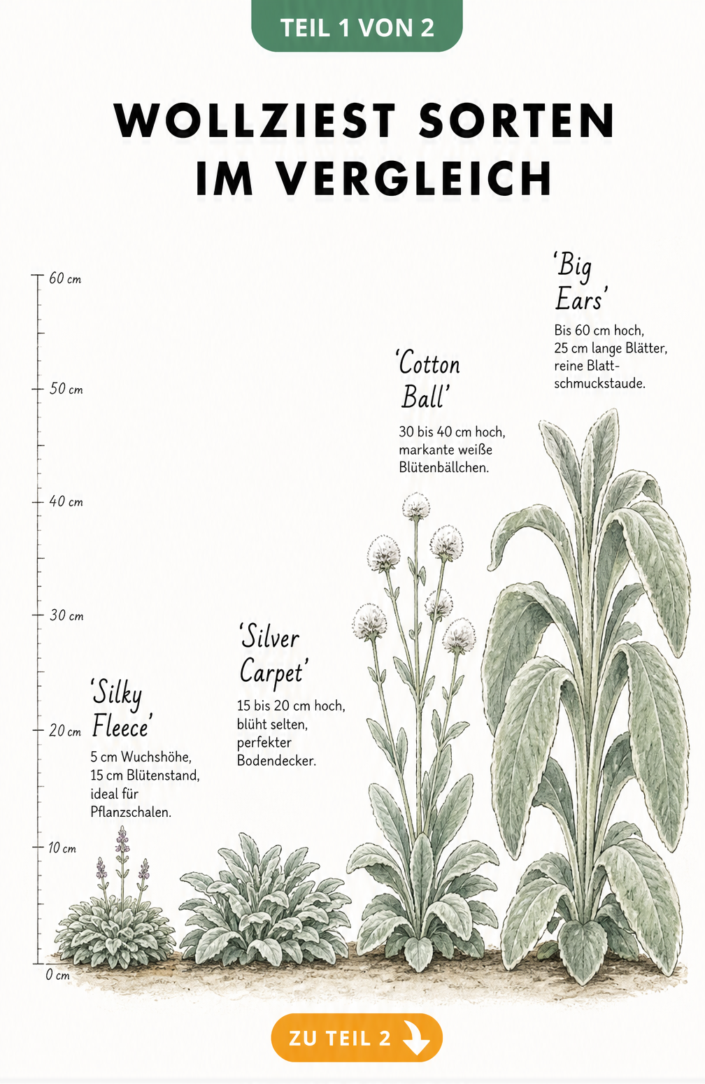 Botanische Illustration von vier Wollziest-Sorten im Vergleich: Silky Fleece, Silver Carpet, Cotton Ball und Big Ears mit Größenangaben.