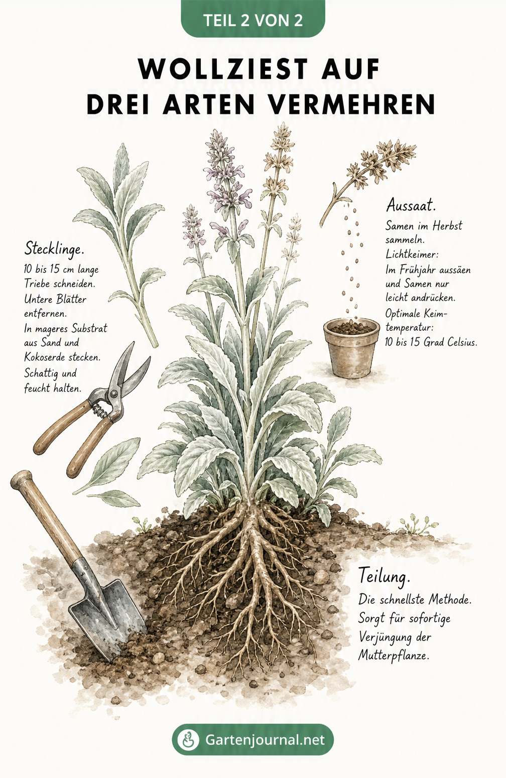 Botanische Illustration: Drei Methoden zur Vermehrung von Wollziest. Gezeigt werden die Teilung der Wurzeln, das Schneiden von Stecklingen und die Aussaat von...