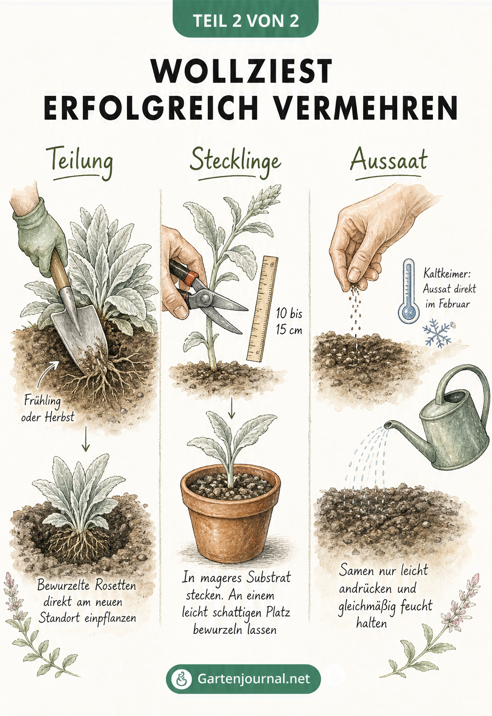 Illustration der drei Vermehrungsmethoden für Wollziest: Teilung mit Spaten, Stecklinge im Topf und Aussaat im Beet