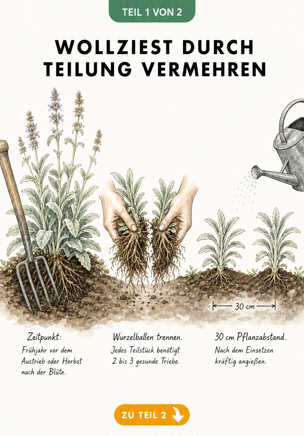 Botanische Illustration: Wollziest durch Teilung vermehren. Eine Grabegabel sticht in die Erde, der Wurzelballen wird getrennt und neue Pflanzen werden mit 30...