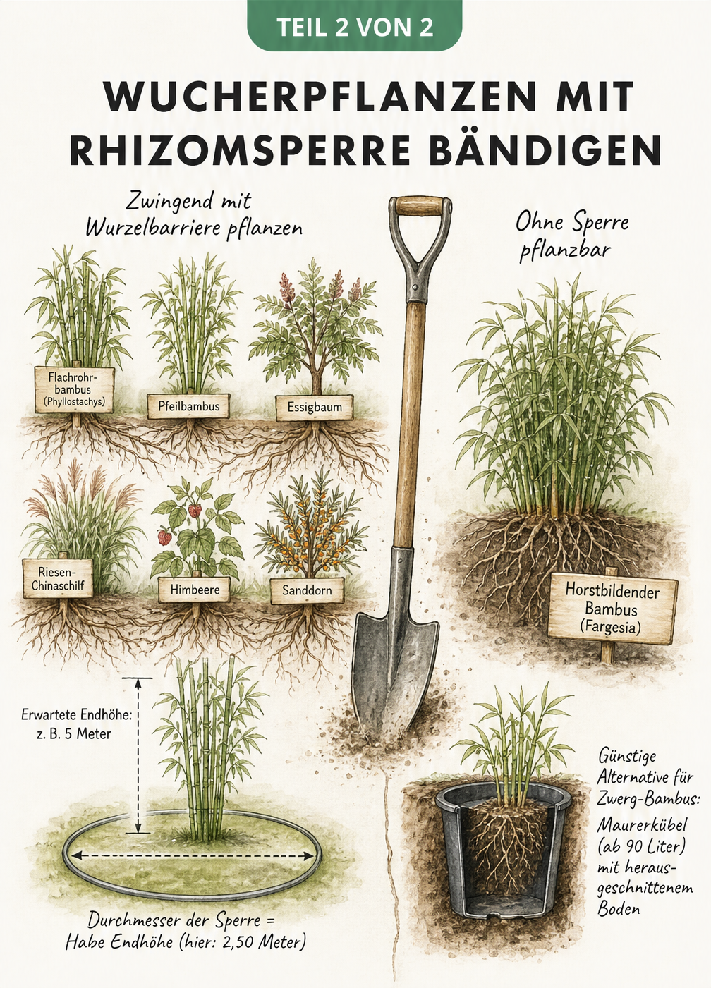 Skizze verschiedener Wucherpflanzen wie Flachrohrbambus und Essigbaum sowie die Platzberechnung für eine Rhizomsperre
