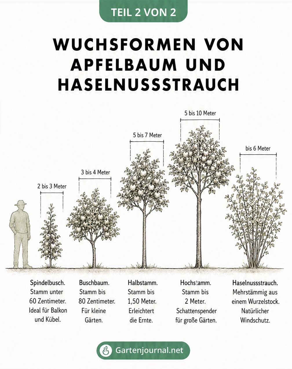 Gartenskizze mit Größenvergleich verschiedener Apfelbaum-Wuchsformen und einem Haselnussstrauch