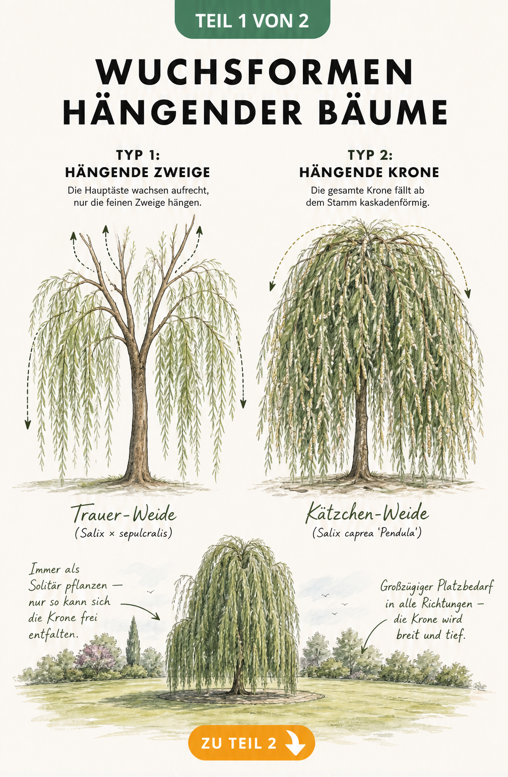 Botanische Illustration der Wuchsformen hängender Bäume mit Trauer-Weide und Kätzchen-Weide