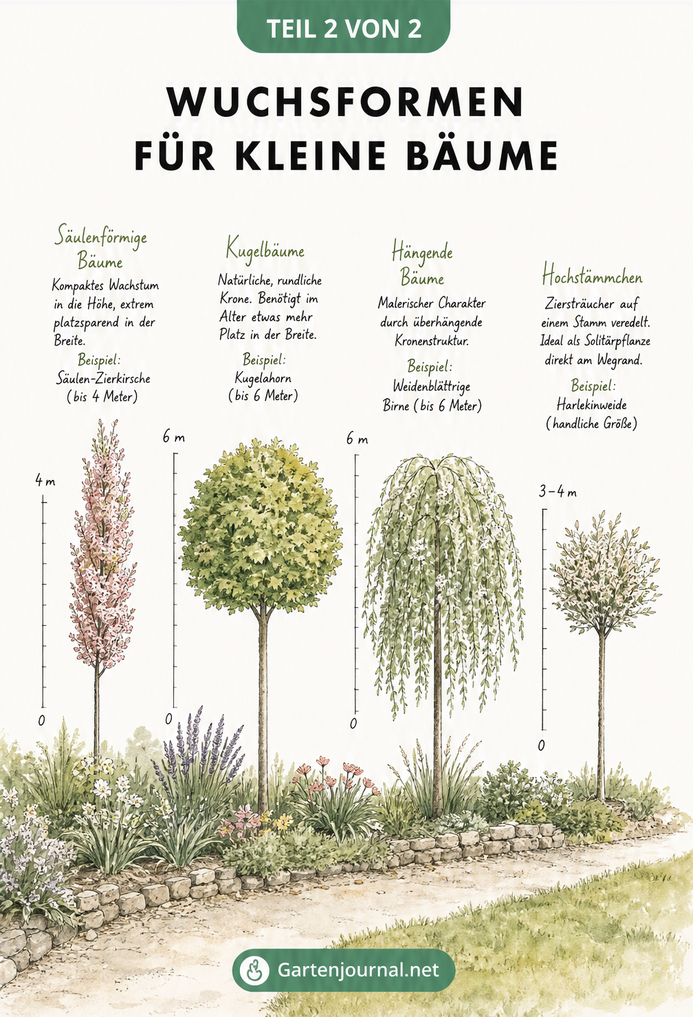 Querschnitt einer Gartenlandschaft mit vier verschiedenen Baumformen: Säule, Kugel, Hängend und Hochstamm