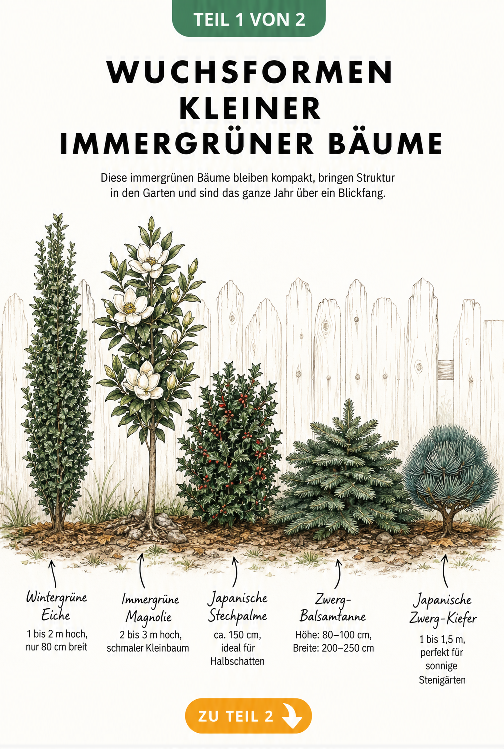 Illustration verschiedener Wuchsformen kleiner immergrüner Bäume wie Wintergrüne Eiche, Immergrüne Magnolie und Japanische Zwerg-Kiefer vor einem Holzzaun