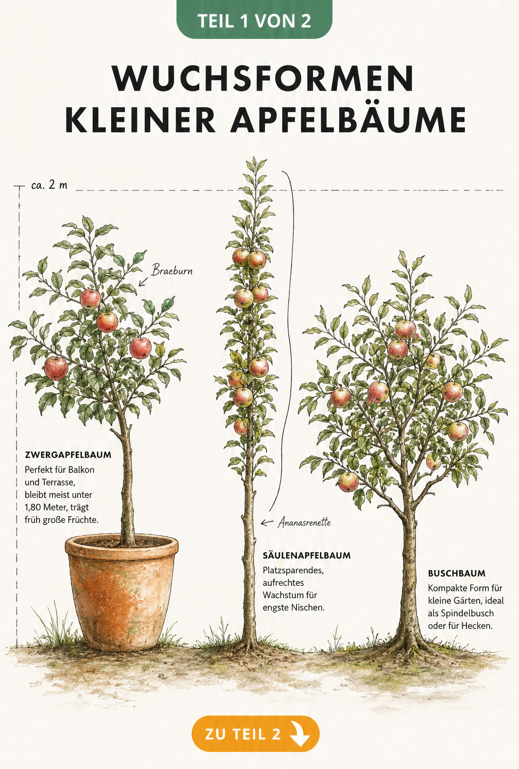 Illustration von drei Wuchsformen kleiner Apfelbäume: Zwergapfelbaum im Kübel, Säulenapfelbaum und Buschbaum im Vergleich.