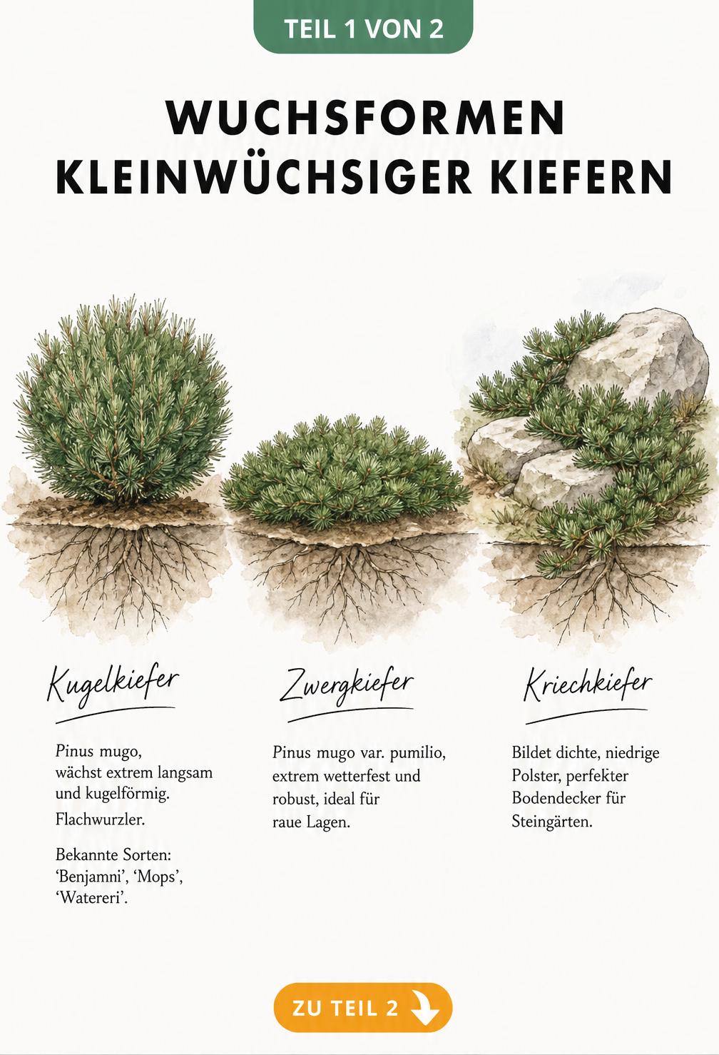 Illustration der Wuchsformen von Kugelkiefer, Zwergkiefer und Kriechkiefer mit Wurzelwerk