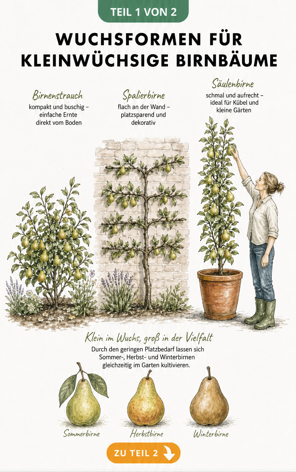 Illustration von drei Wuchsformen für kleinwüchsige Birnbäume: Strauch, Spalierbaum und Säulenbaum im Kübel mit Größenvergleich zu einer Person.