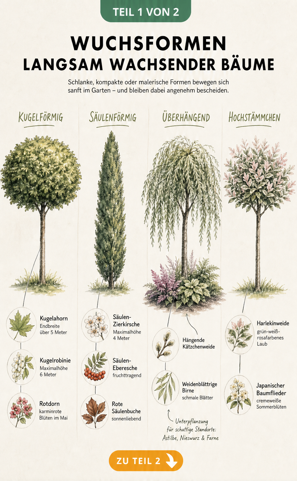 Illustration verschiedener Wuchsformen langsam wachsender Bäume wie Kugel, Säule, Hängeform und Hochstämmchen