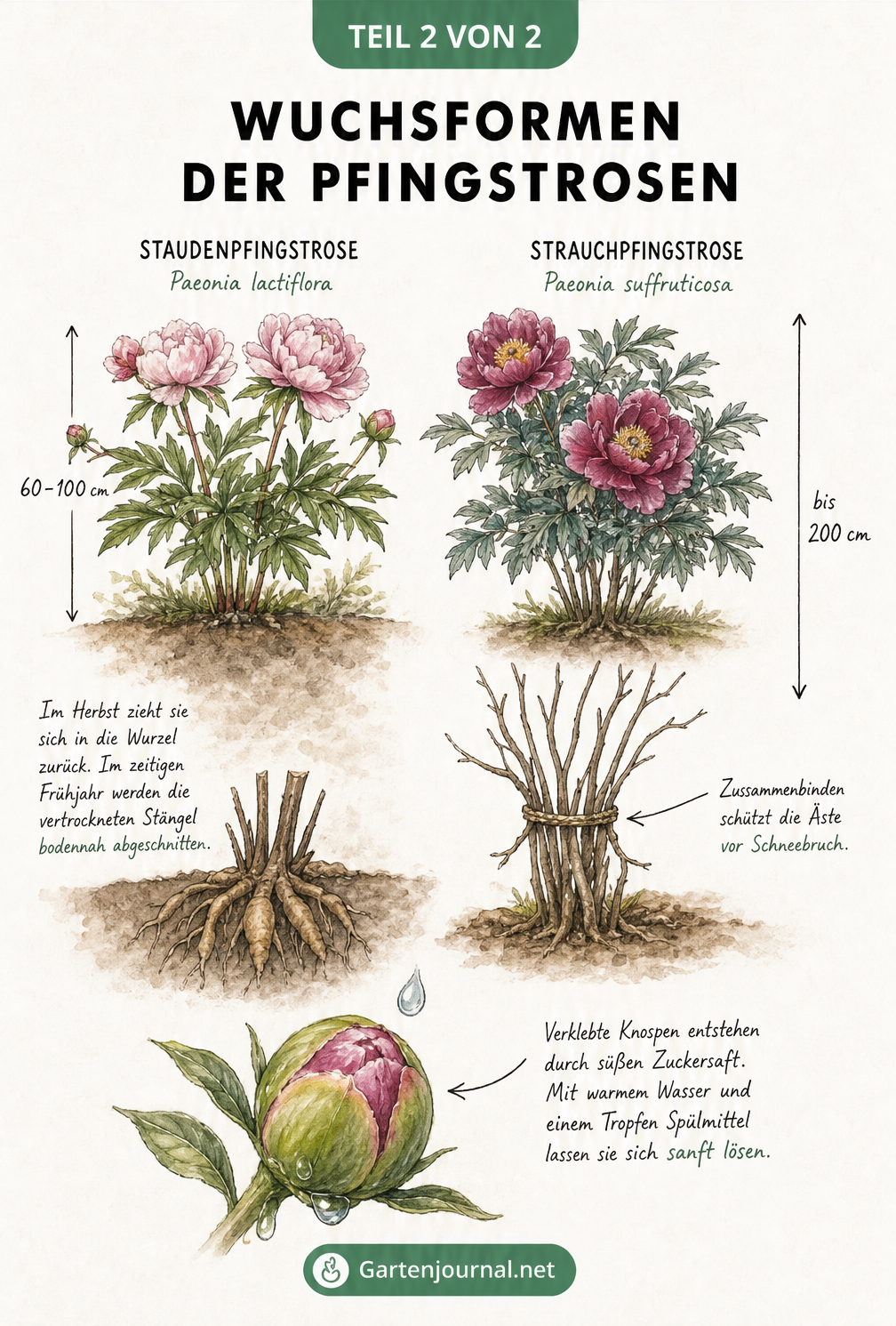 Aquarell-Illustration der Wuchsformen von Staudenpfingstrosen und Strauchpfingstrosen im Sommer und Winter