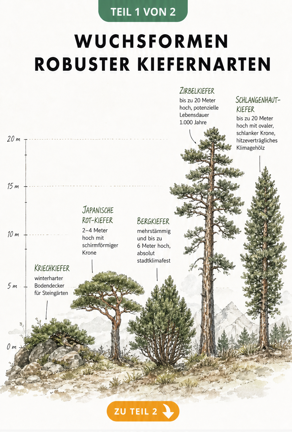 Illustration verschiedener Kiefernarten im Garten mit Wuchshöhen und Eigenschaften