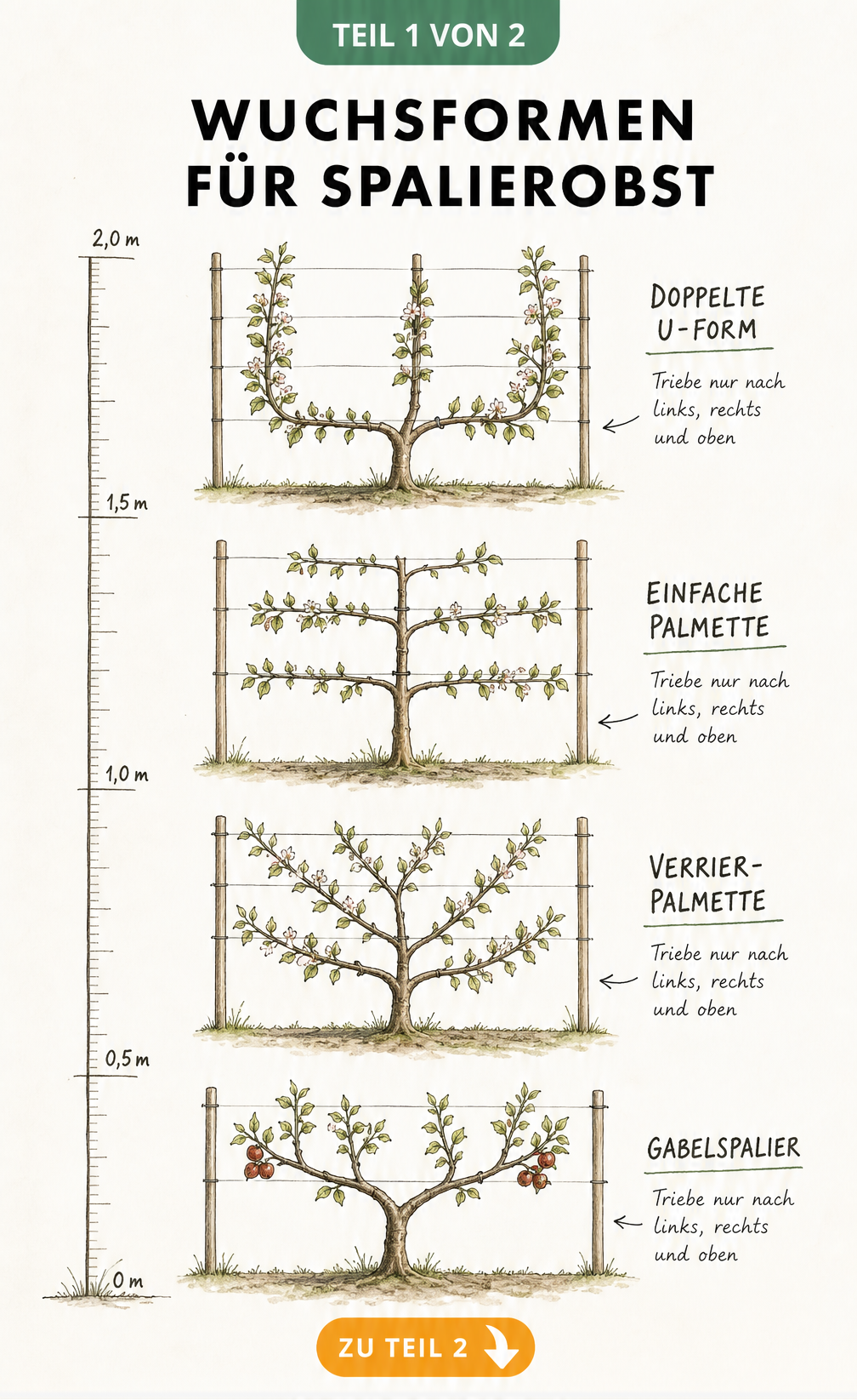 Illustration von vier Wuchsformen für Spalierobst: Doppelte U-Form, Einfache Palmette, Verrier-Palmette und Gabelspalier an einem Gerüst.