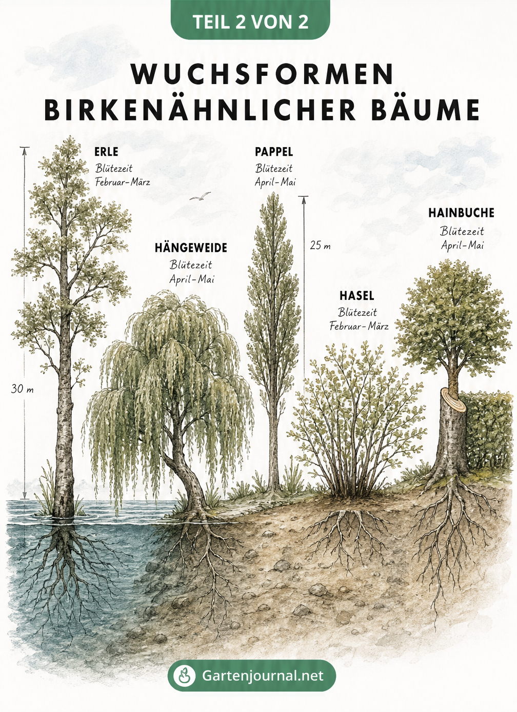Illustration der Wuchsformen von Erle, Hängeweide, Pappel, Hasel und Hainbuche in einer Landschaft