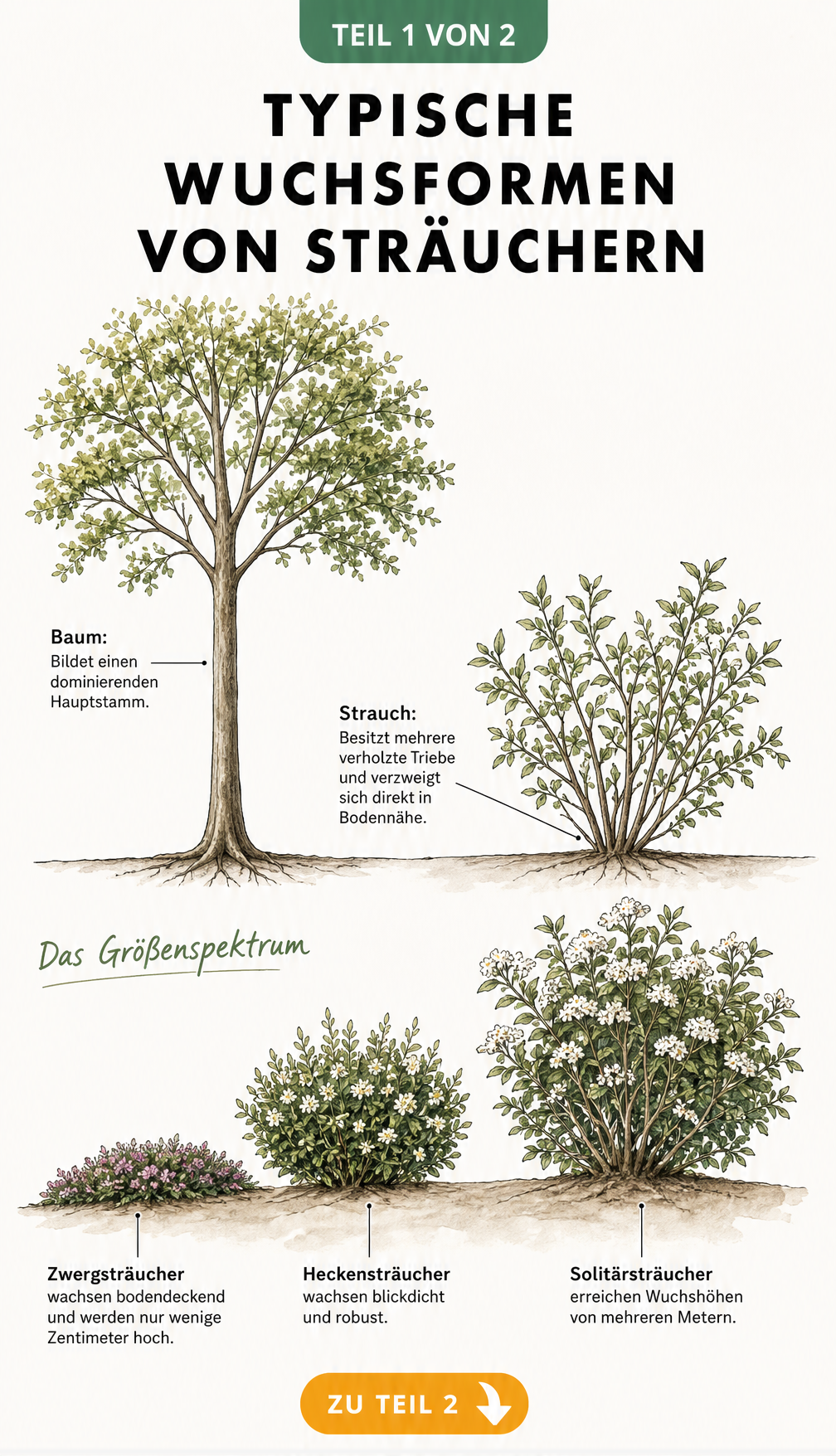Botanische Illustration der Wuchsformen von Sträuchern im Vergleich zu Bäumen sowie Zwerg-, Hecken- und Solitärsträuchern