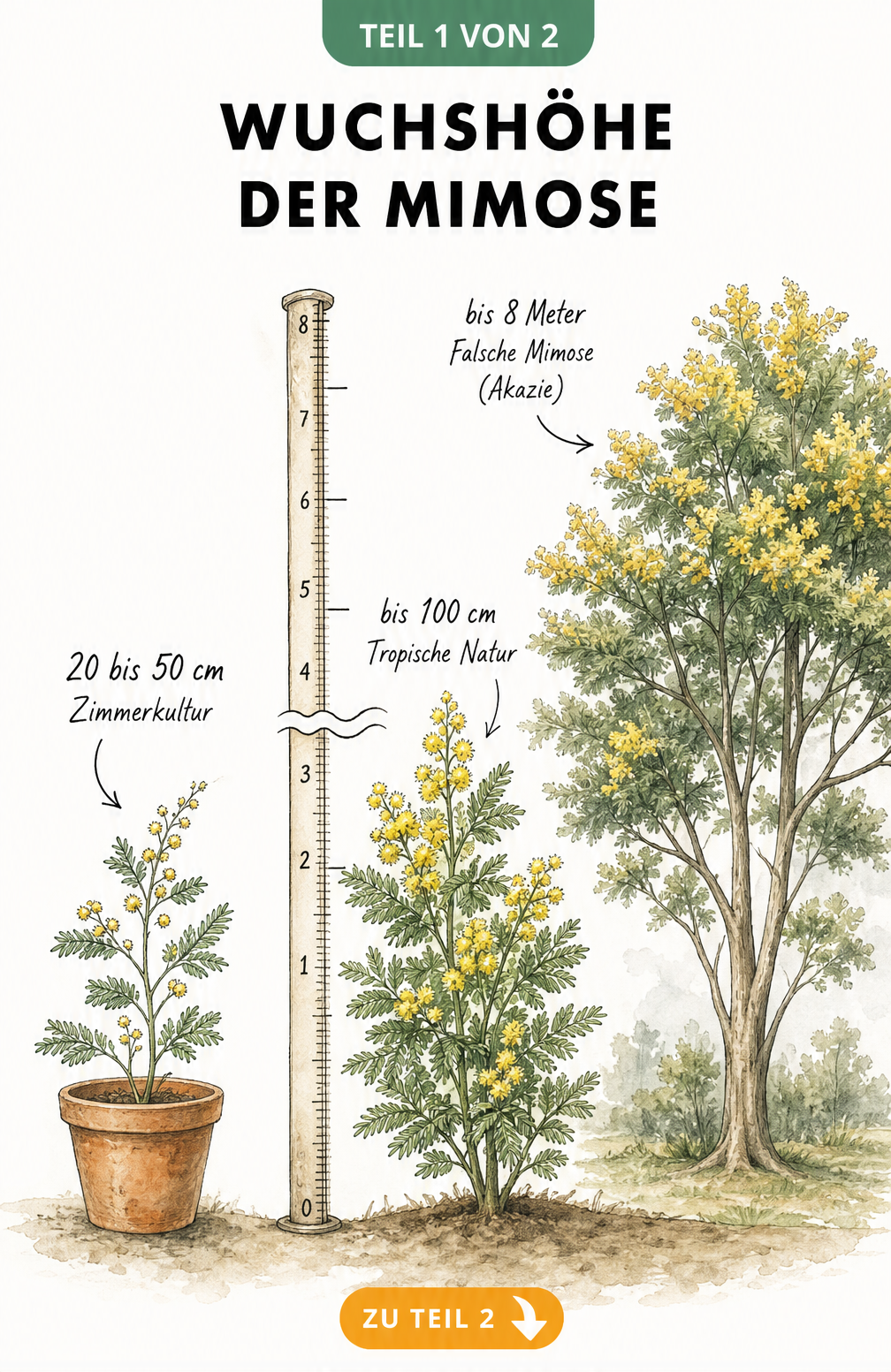 Botanische Illustration der Wuchshöhe von Mimosen im Topf, in der Natur und als Falsche Mimose im Größenvergleich