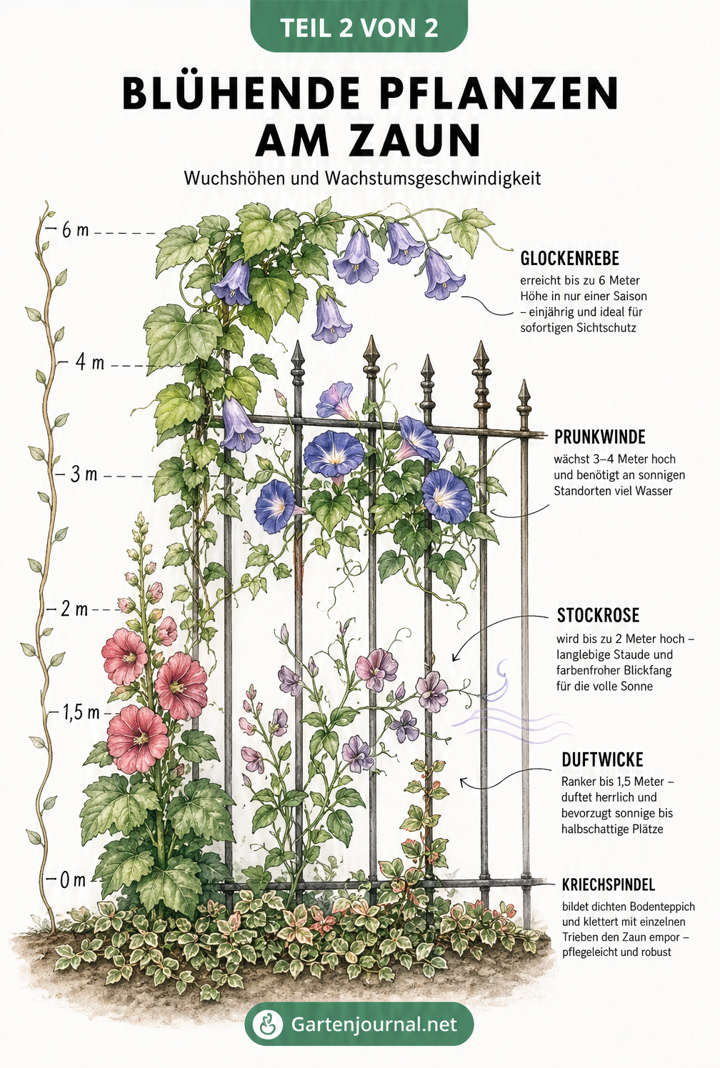 Illustration einer Messskala an einem schmiedeeisernen Zaun mit Wuchshöhen von Glockenrebe, Prunkwinde, Stockrose, Duftwicke und Kriechspindel