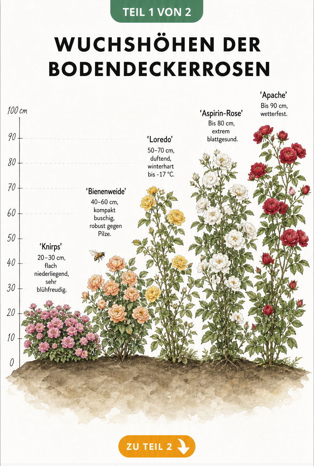Illustration von fünf Bodendeckerrosen-Sorten mit ihren Wuchshöhen von 20 bis 90 Zentimetern