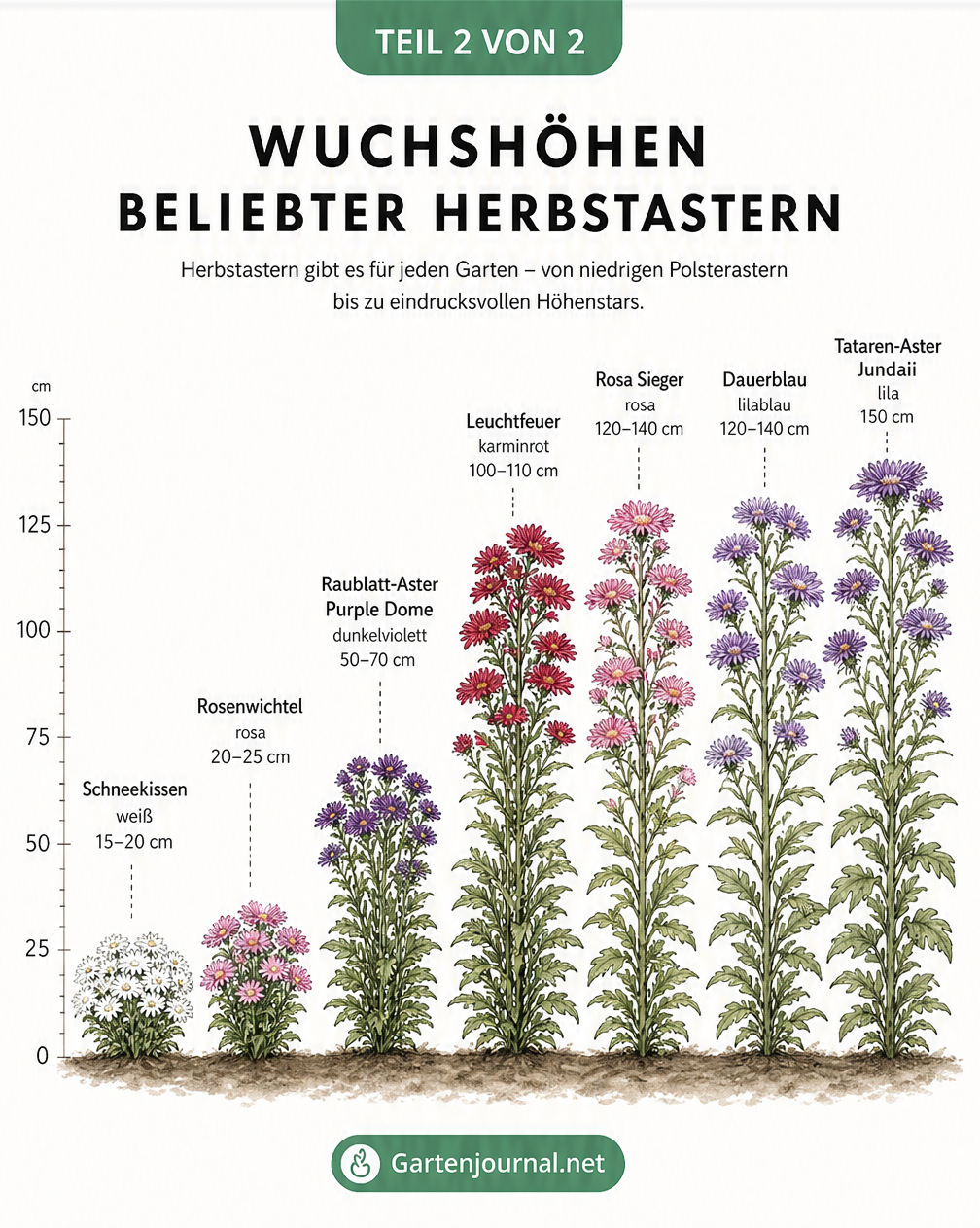 Vergleich der Wuchshöhen von sieben beliebten Herbstastern-Sorten