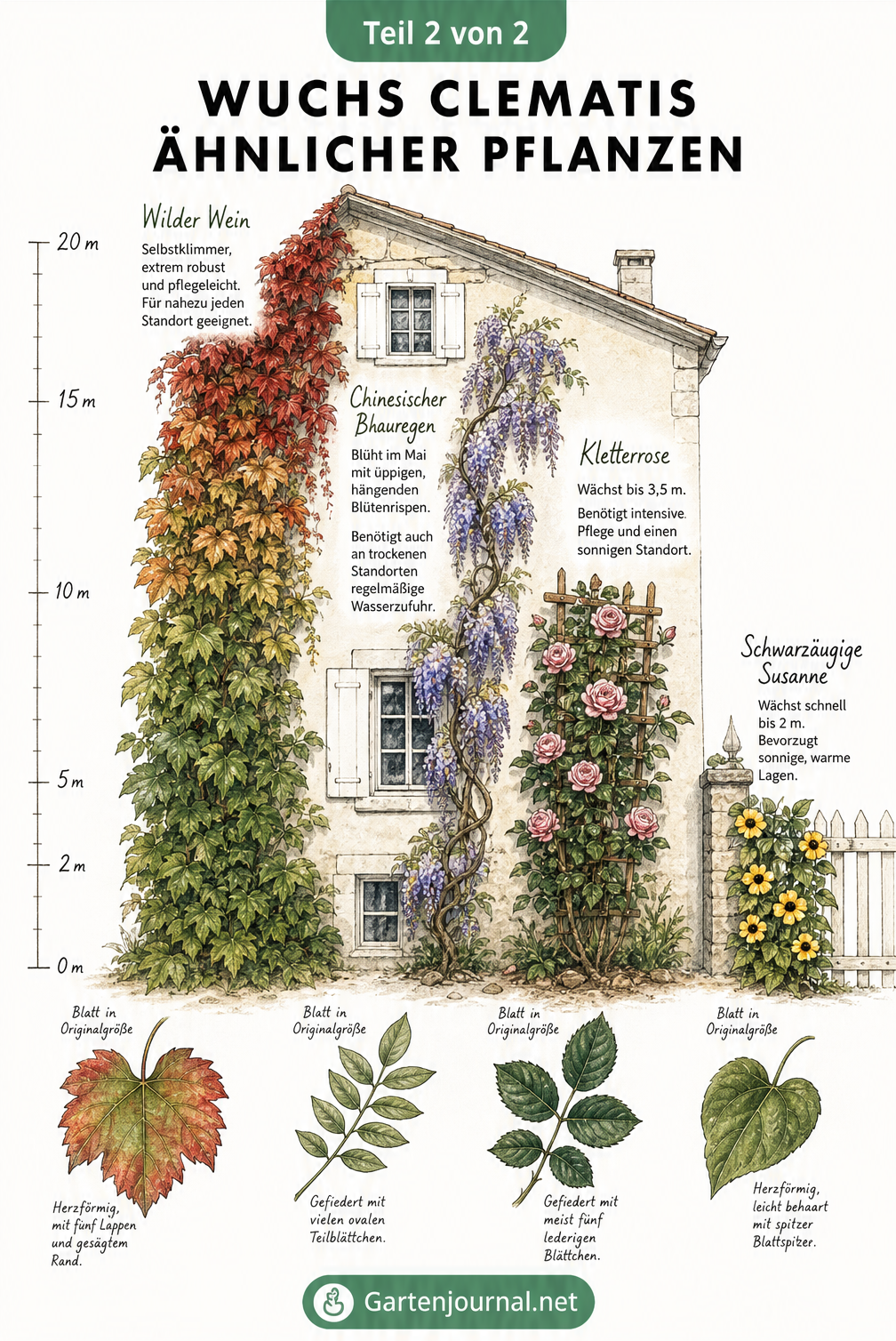 Zeichnung eines Landhauses mit Kletterpflanzen unterschiedlicher Wuchshöhen: Schwarzäugige Susanne, Kletterrose, Blauregen und Wilder Wein