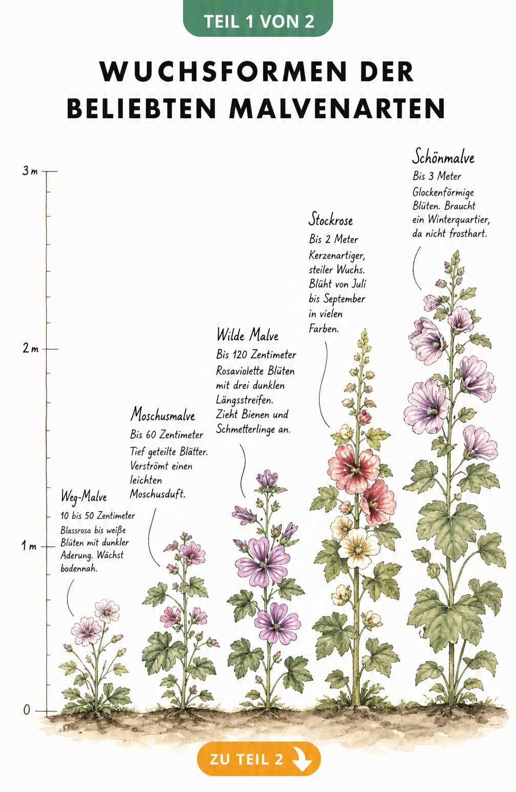 Botanische Wachstumsskala von fünf Malvenarten mit Wuchshöhen von 10 Zentimetern bis 3 Metern