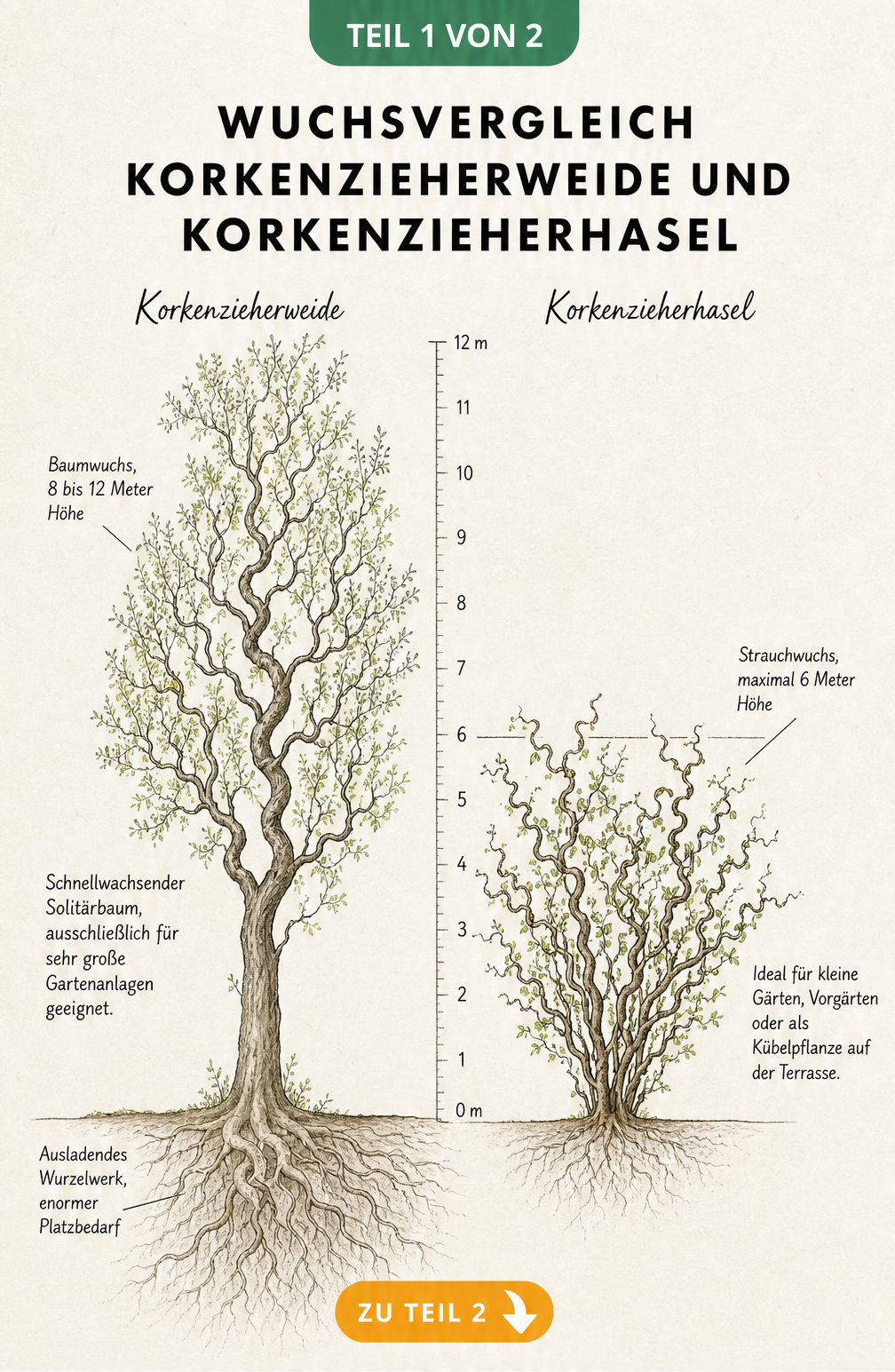 Skizze zum Wuchsvergleich zwischen Korkenzieherweide als Baum und Korkenzieherhasel als Strauch mit Höhenangaben
