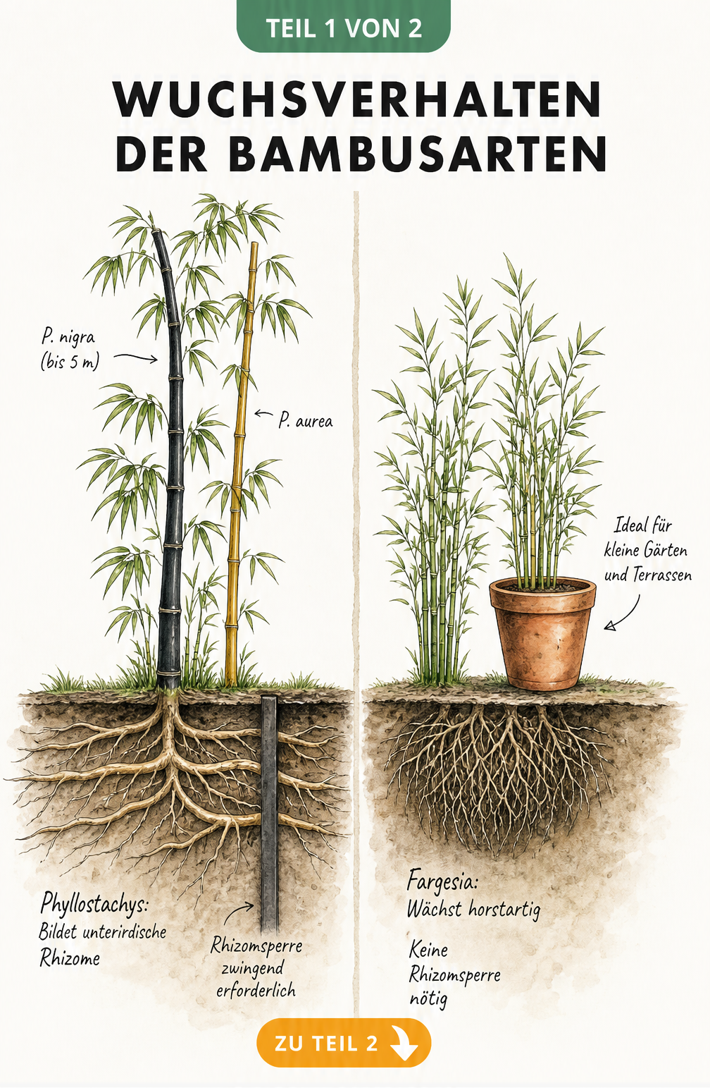 Illustration des Wuchsverhaltens von Bambus: Phyllostachys mit Rhizomsperre und Fargesia ohne Sperre